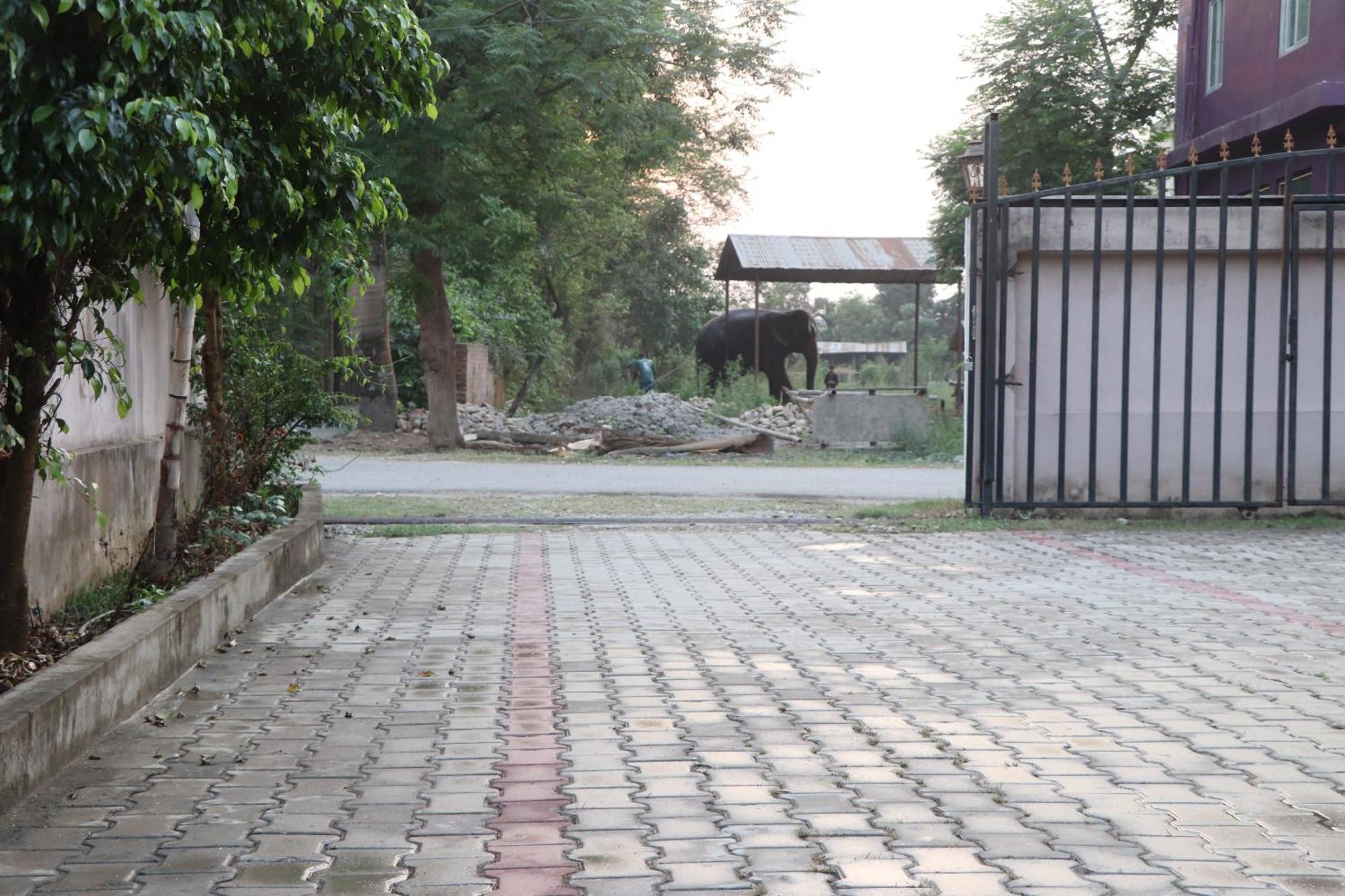Hotel Flycatcher Chitwan- A Jungle Safari Home Sauraha Luaran gambar
