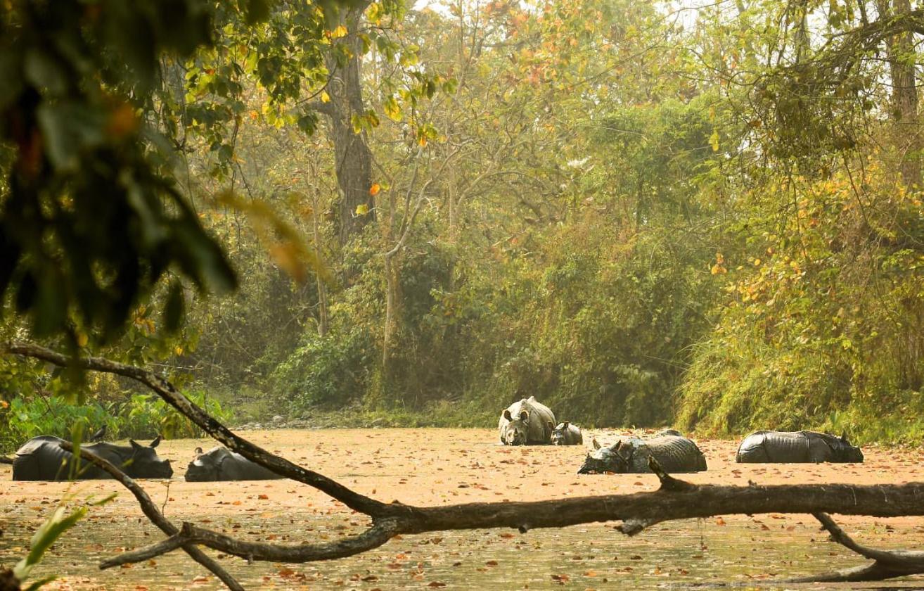 Hotel Flycatcher Chitwan- A Jungle Safari Home Sauraha Luaran gambar