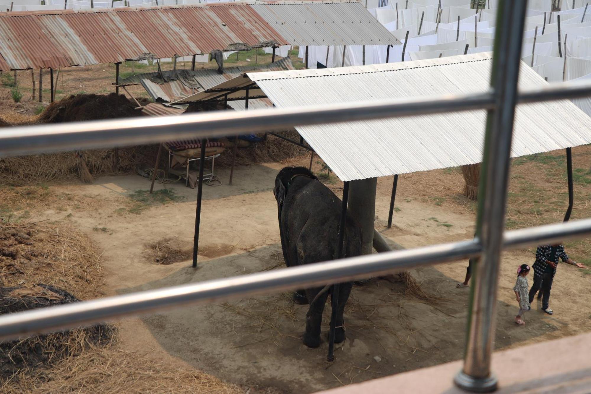 Hotel Flycatcher Chitwan- A Jungle Safari Home Sauraha Luaran gambar